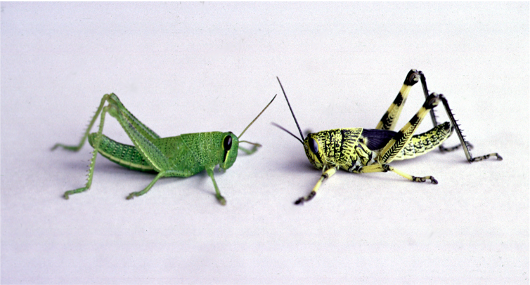 BFL grasshopper