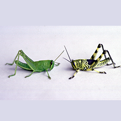Grasshoppers BLF
