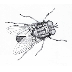 Screwworm fly