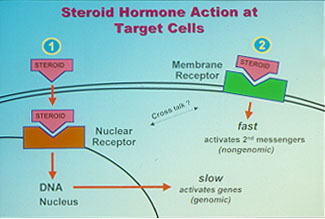 steroid hormones copy