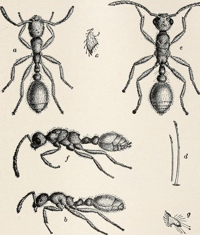 Diagrams