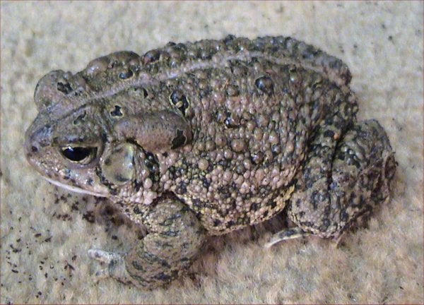 bufo-woodhousii