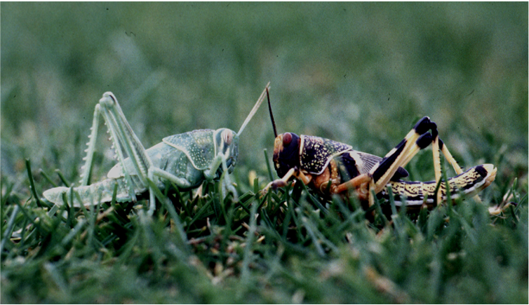 desert-locust
