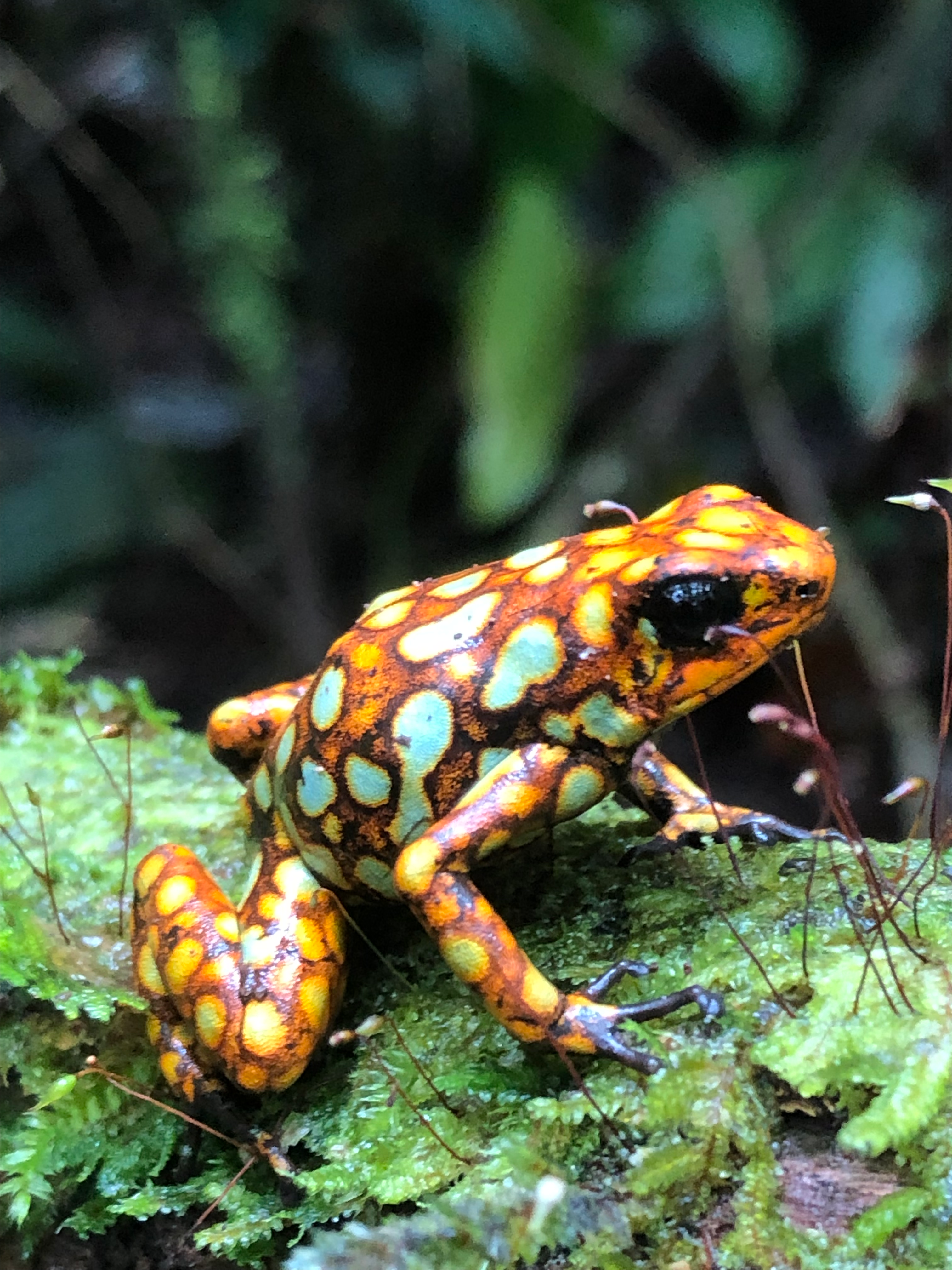 Yeager Frog